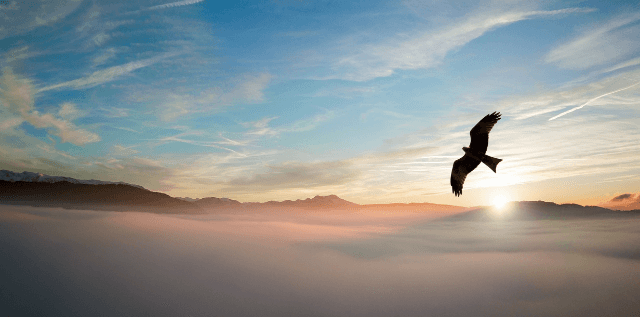 Bird in Flight